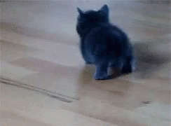 Kitten Crawl GIF - Kitten Crawl Walk GIFs