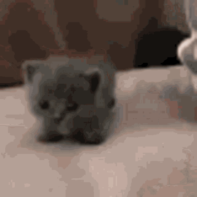 Cat Kitten GIF - Cat Kitten Tiny GIFs