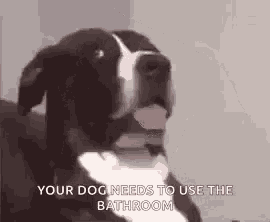 a black and white dog with its tongue hanging out is sitting on a couch .