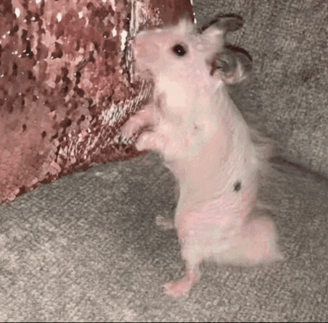 Rata Hamster GIF - Rata Hamster Pelada GIFs