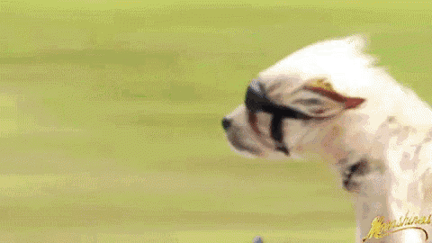 a small white dog wearing goggles is standing in a field