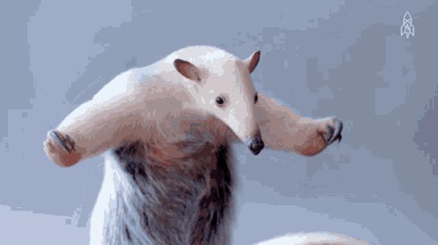 an anteater with its arms outstretched and a rocket logo in the background