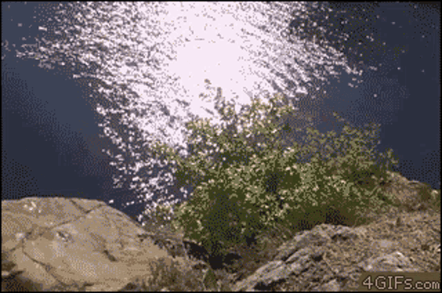 a 4gifs.com animated image of a tree and water
