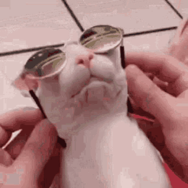 a white cat wearing sunglasses is being held in someone 's hands .