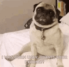 a pug dog is sitting on a bed with the words `` i was born ugly whats your excuse ? ''