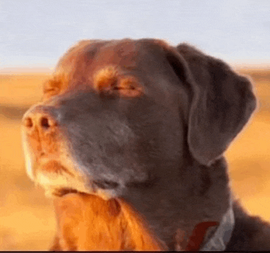 a close up of a dog 's face with its eyes closed .