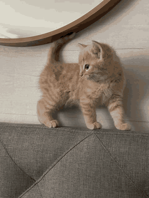 a kitten standing on a couch looking at something