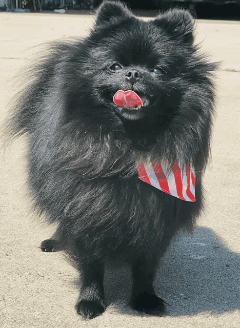 a black dog wearing a red white and blue striped bandana