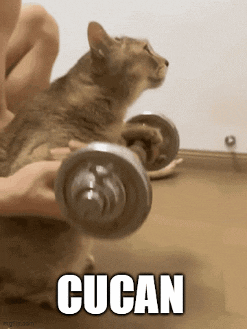 a cat is lifting a dumbbell with the word cucan above it .