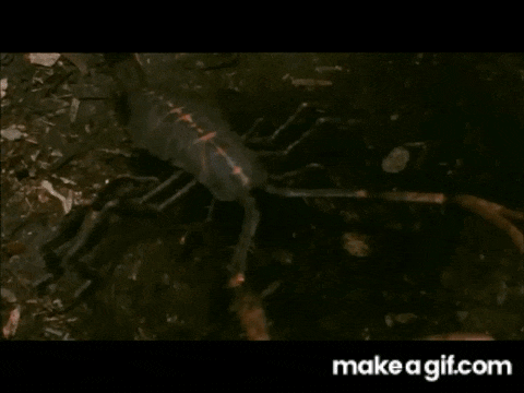 Scorpion Pulmonoscorpius GIF - Scorpion Pulmonoscorpius Prehistoric Park GIFs