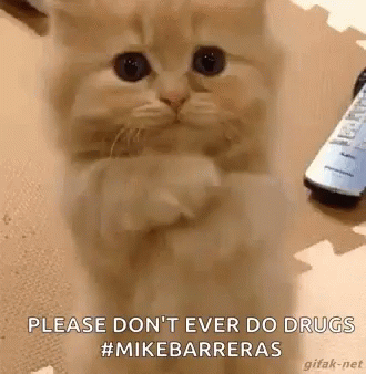 Please Cat GIF - Please Cat Dont Do Drugs GIFs