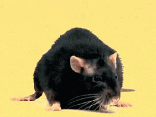 Rats GIF - Rats GIFs