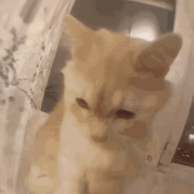Cat Attack GIF - Cat Attack Camera GIFs