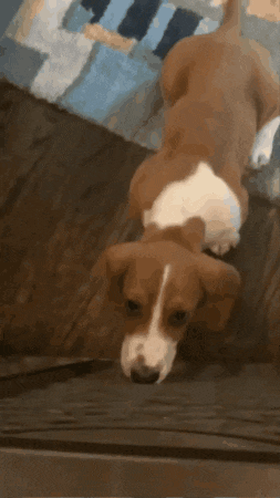 a brown and white dog laying on a couch