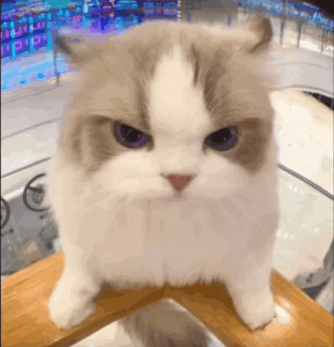 a brown and white cat with purple eyes is sitting on a wooden table .