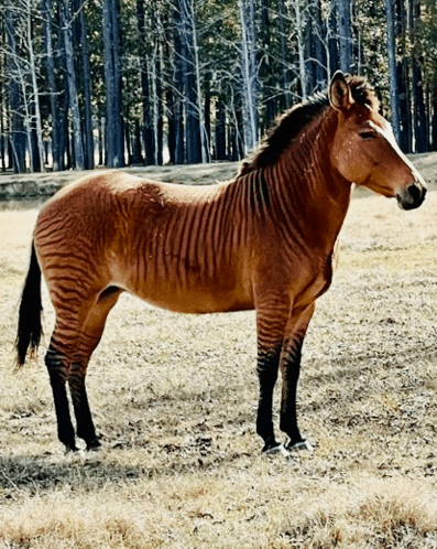 Zorse Zorses GIF - Zorse Zorses Zebra Horse GIFs