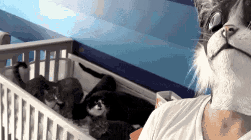 a cat is looking at a person in a crib with kittens in it