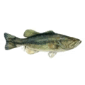 a large fish is floating on a white surface .