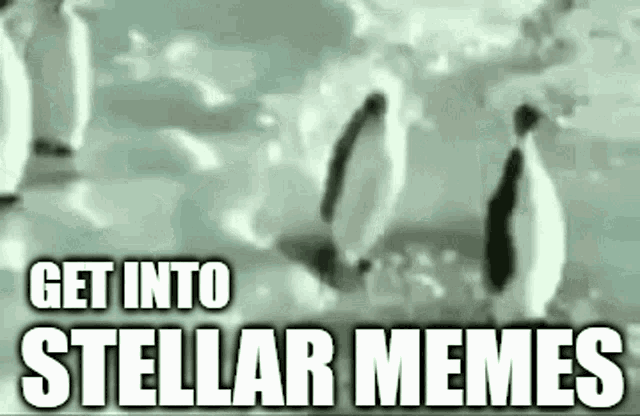 Stellar Memes Get Into GIF - Stellar Memes Get Into Penguin GIFs