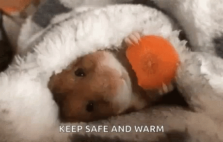 Hamster Eating GIF - Hamster Eating Keep Safe And Warm GIFs