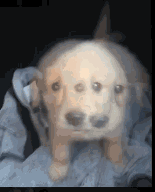 a blurred image of a puppy laying on a blanket