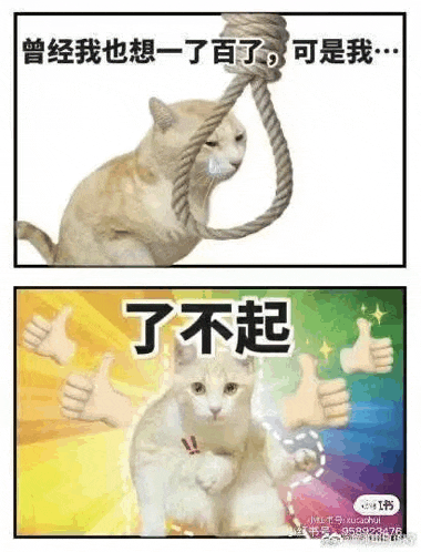 a cat with a rope around its neck and a cat with thumbs up .
