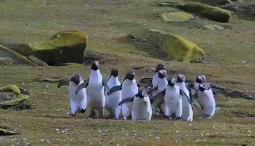 Penguins Chasing A Butterfly GIF - Penguins Chasing A Butterfly GIFs