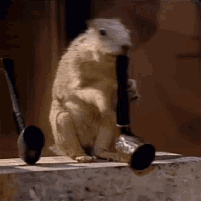 Squirrel Blowing A Pipe George Harrison GIF