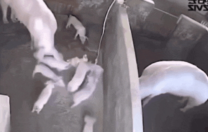 a bunch of pigs are eating from a bucket with the word sive on it