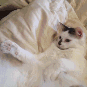 Chasin Some Tail GIF - Cat Tail Cute GIFs