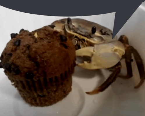 Crab Muffin GIF - Crab Muffin Speech Bubble GIFs