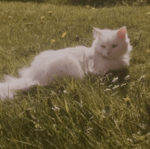 a white cat is laying in the grass with a yellow flower in the background
