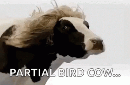 Cow Wig GIF - Cow Wig Bird Cow GIFs
