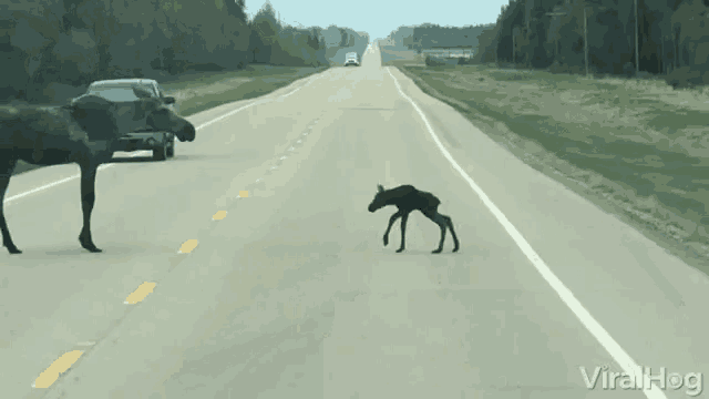Moose Crossing Canada GIF - Moose Crossing Canada Cross The Road GIFs