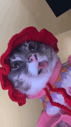 a cat wearing a pink sweater and a red hat sticking out its tongue