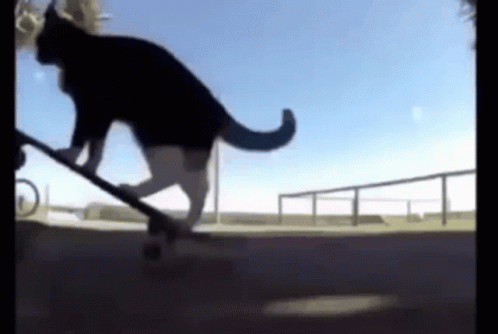 Alyx Skate Cat GIF - Alyx Skate Cat GIFs