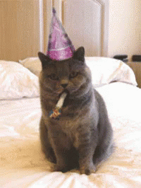 Cat Cats GIF - Cat Cats Celebrate GIFs
