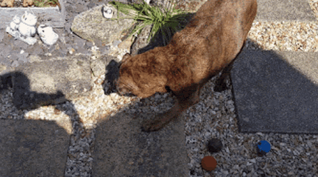 a brown dog sniffing a red ball in a gravel yard