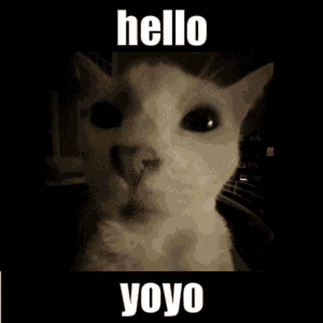 a picture of a cat with the words hello yoyo written above it