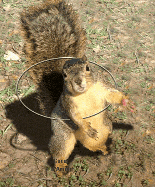 a squirrel is wearing a hoop around its neck and has the word amour written below it