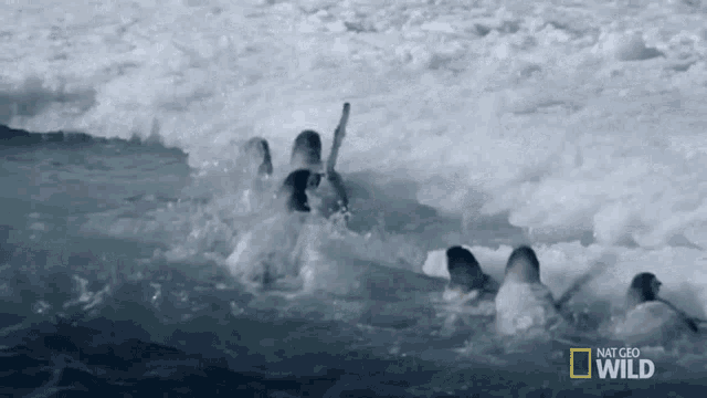 Go Ashore National Geographic GIF - Go Ashore National Geographic A Young Penguins First Plunge GIFs