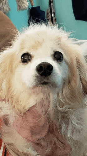 a close up of a small white dog looking up at the camera