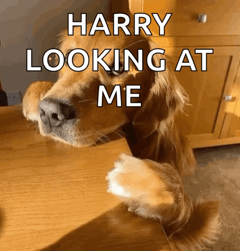 a dog is looking at the camera with the words harry looking at me above it
