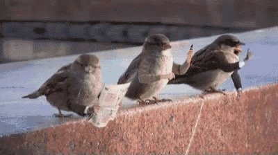 Birds With Arms Bird With Arms GIF - Birds With Arms Bird With Arms Lol GIFs