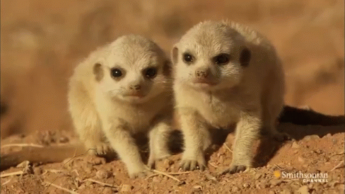 Baby Meerkats At Play GIF - Meerkat Meerkats Play GIFs