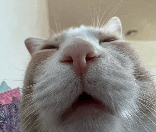 a close up of a cat with its eyes closed