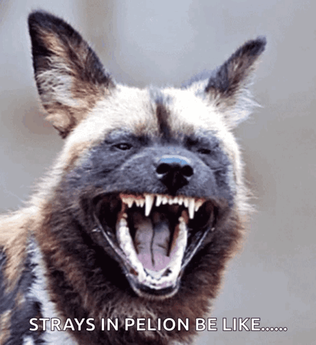 African Wild Dog Laughing GIF
