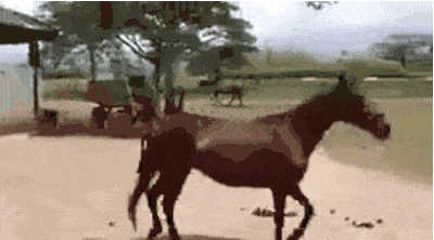a horse is standing on its hind legs in a dirt field .