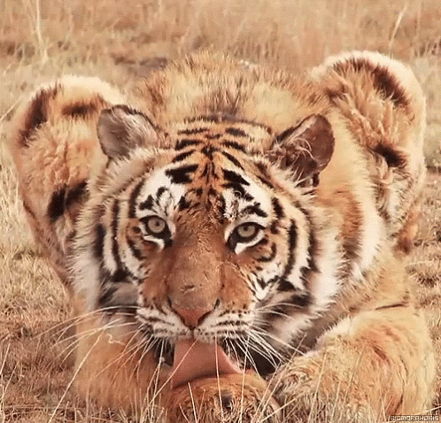 Tiger Animal GIF