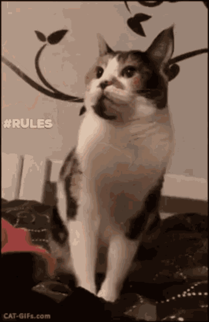 Catrules GIF - Catrules GIFs